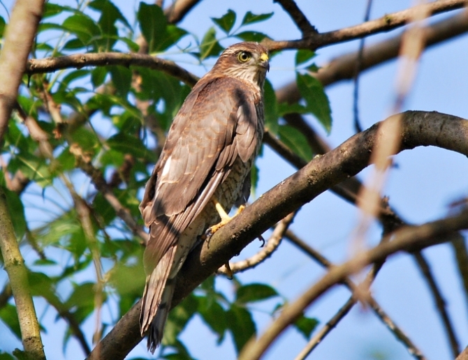 Sparviere - Accipiter nisus